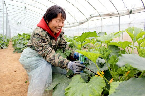 菊芋种植效益
