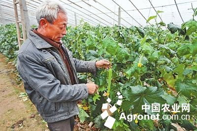 豫艺冬福80白菜种植技术