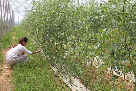 红线茄育种技术
