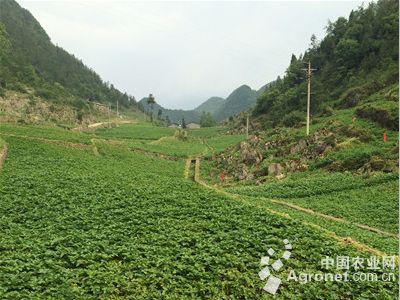苏州吴县化肥厂