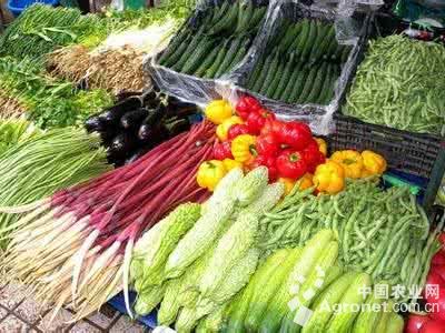 柳叶空心菜种子种植与病防治方法