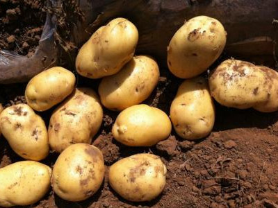 黑美人土豆种植技术