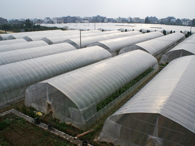 日本青毛豆产地供应