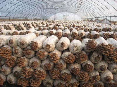 华南205木薯种植技术