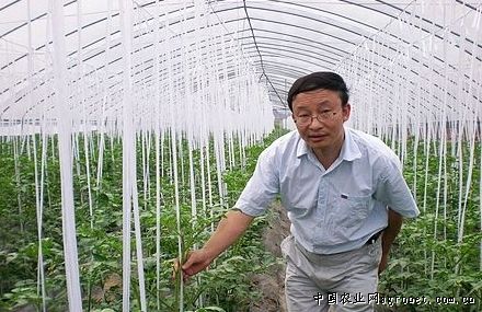 西瓜种子怎么种植