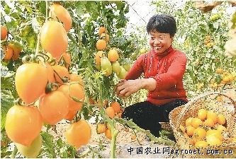 豫艺粉冠西红柿产地供应