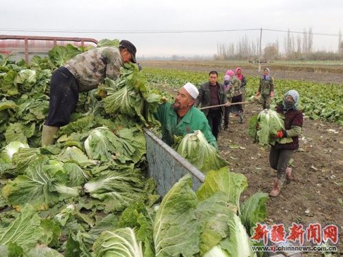 西藏：食用菌多种营养成分均高于内地