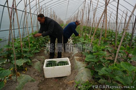 白玉黄瓜种植方法