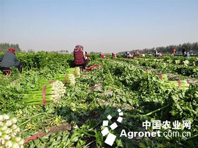 上海蔬菜站送潜力蔬菜品种下乡（图）