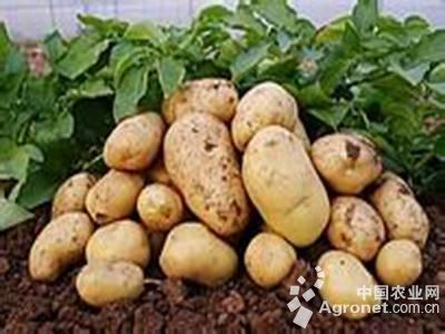 家雀蛋豆角的种植方法