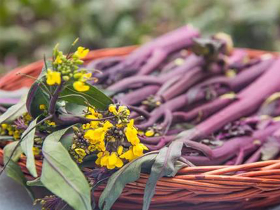 紫白菜病虫害防治