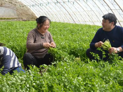 天津白菜种植管理方法