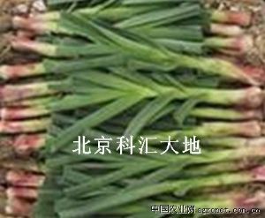 供应纳禾牌蔬菜青蒜