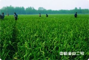 供应中科金山二号—大蒜种子