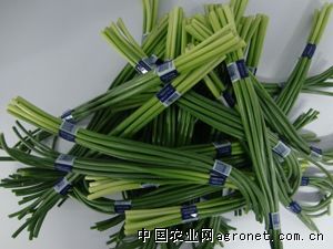 供应保鲜蒜薹1