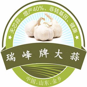 瑞峰无芯蒜---抗病害抗重茬  增产36%